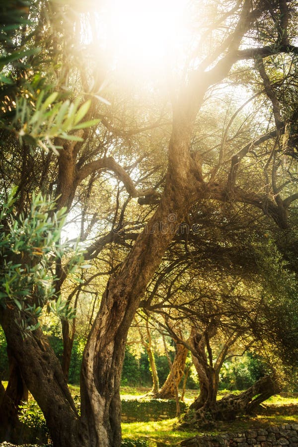 Olive trees. Mediterranean garden in the morning. Olive trees. Mediterranean garden in the morning