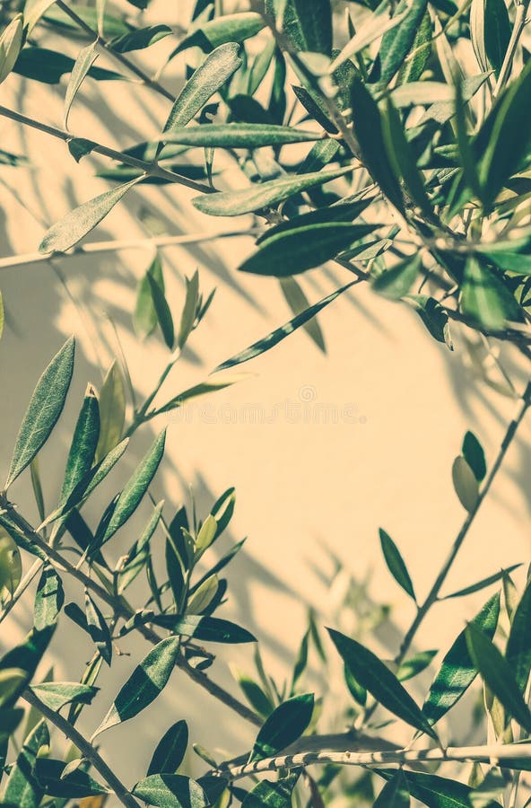 Mediterranean nature, botanical background and summertime concept - Olive garden in Greece. Mediterranean nature, botanical background and summertime concept - Olive garden in Greece