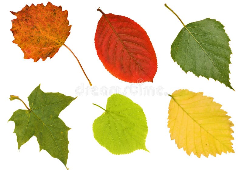 olik white för leaves sex royaltyfri foto olik white för leaves sex royaltyfri foto