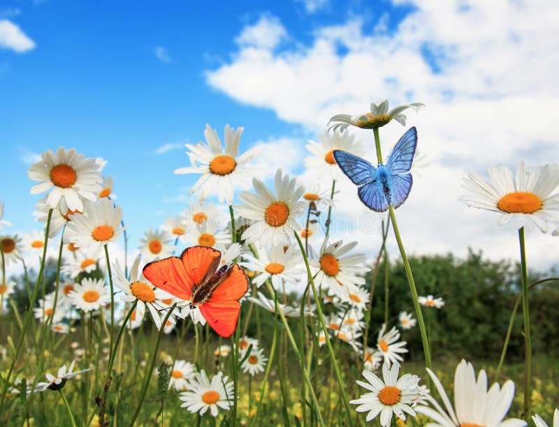 Olika härliga fjärilar som flyger över en äng på ljusa tusenskönor för vita blommor på en solig sommardag och att dricka nektaret royaltyfri foto Olika härliga fjärilar som flyger över en äng på ljusa tusenskönor för vita blommor på en solig sommardag och att dricka nektaret royaltyfri foto