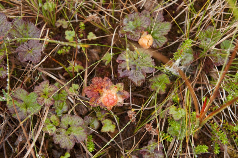 Olika sorter av det härliga fältet blommar att blomstra i Norge royaltyfri fotografi Olika sorter av det härliga fältet blommar att blomstra i Norge royaltyfri fotografi
