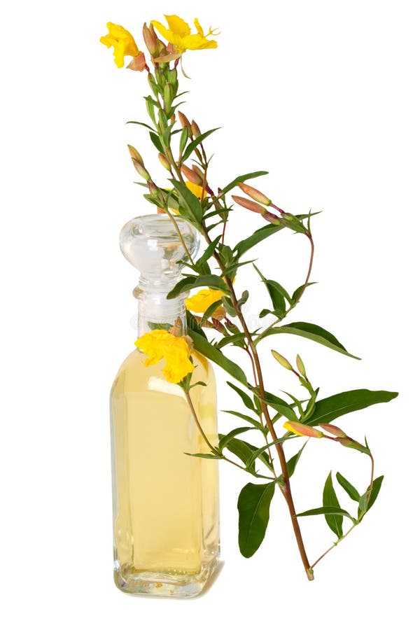 Bottle of oil with fresh evening primerose - isolated. Bottle of oil with fresh evening primerose - isolated