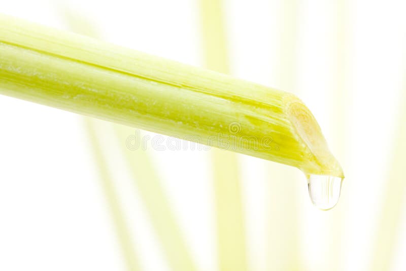 Olio della citronella fotografia stock libera da diritti Olio della citronella fotografia stock libera da diritti