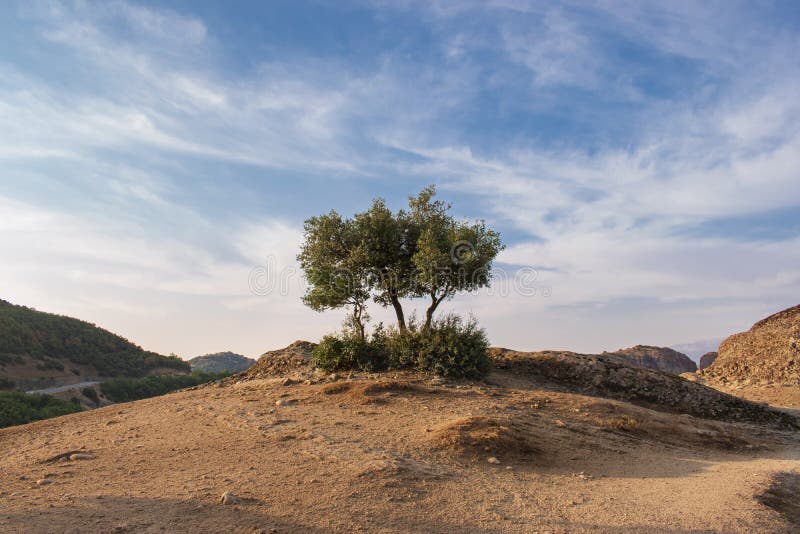 Olio di oliva solitario in cima a una montagna contro un cielo blu con nuvole Bellissimo paesaggio a Meteora, Grecia fotografia stock libera da diritti Olio di oliva solitario in cima a una montagna contro un cielo blu con nuvole Bellissimo paesaggio a Meteora, Grecia fotografia stock libera da diritti