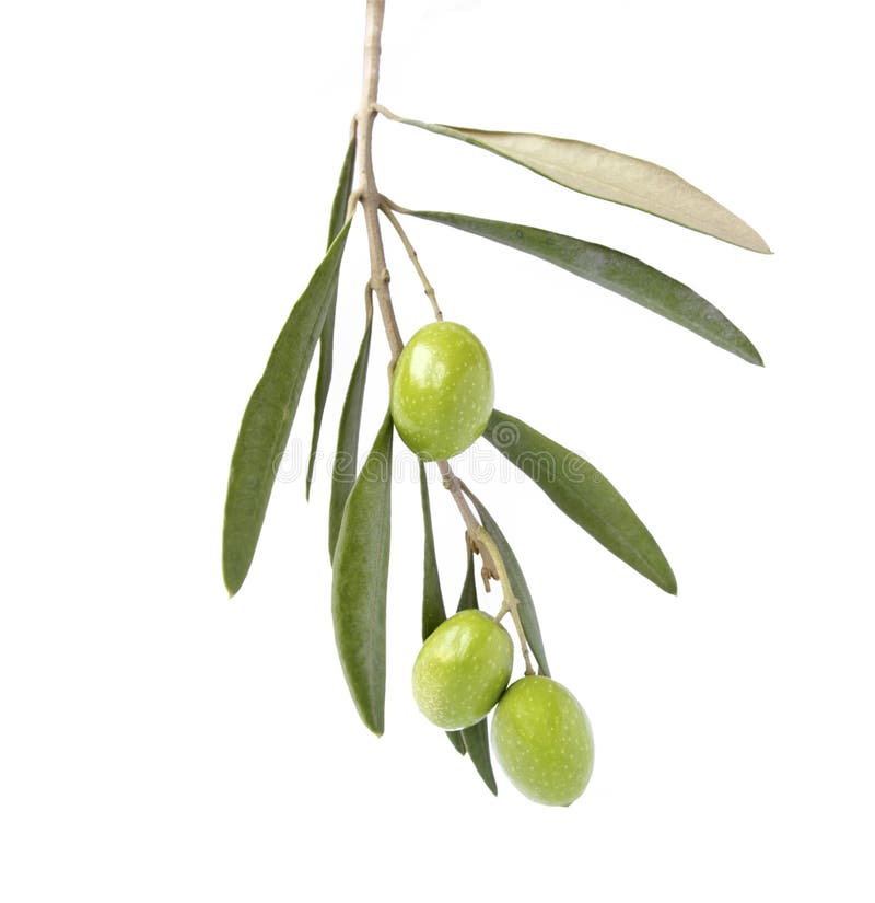 Olive auf Niederlassung