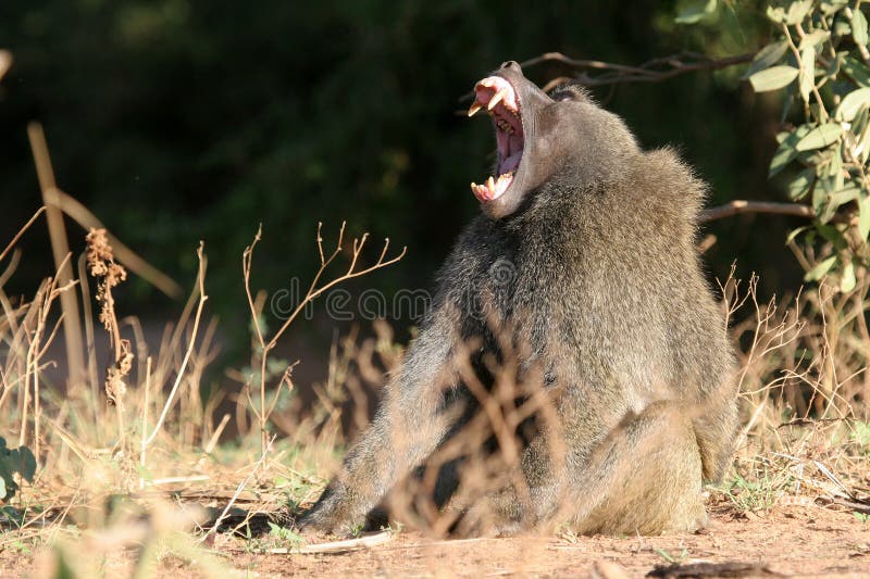 Olive Baboon