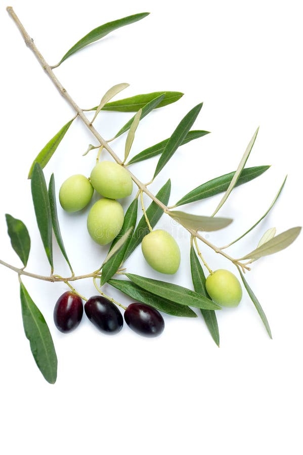 Olive Branch with Green Leaves on a White Stock Photo Image of oily