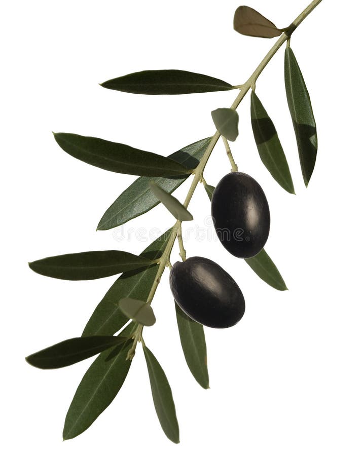 Olive Branch with Two Olives Stock Image Image of branch, leaves