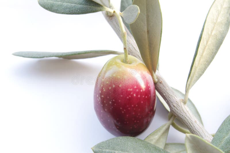 Olive branch stock photo. Image of healthy, freshness 22038322