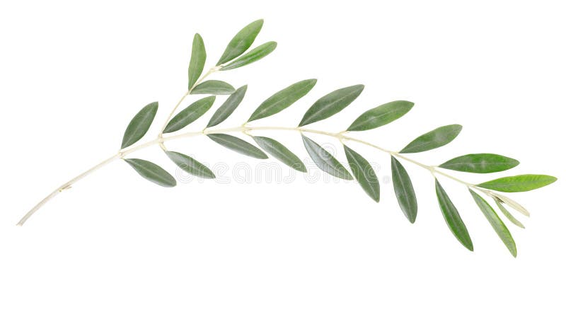 Olive branch stock photo. Image of isolated, natural - 24399376