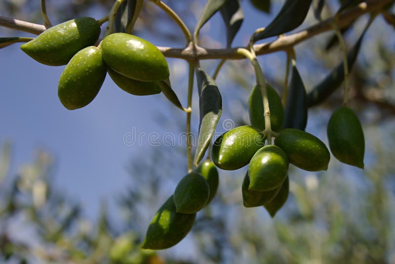 Olive branch on a background of the blue sky.