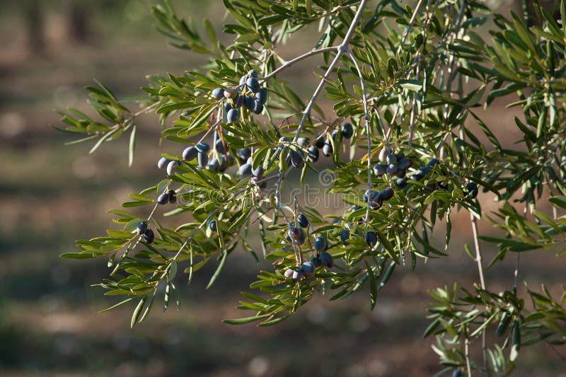 Olive Branch with Black Olives in a Cultivation of Olive Trees Stock