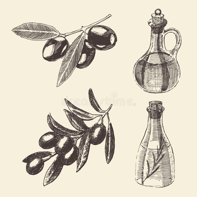 Olive Branch Bottle Set Hand dragen vektor vektor illustrationer Olive Branch Bottle Set Hand dragen vektor vektor illustrationer