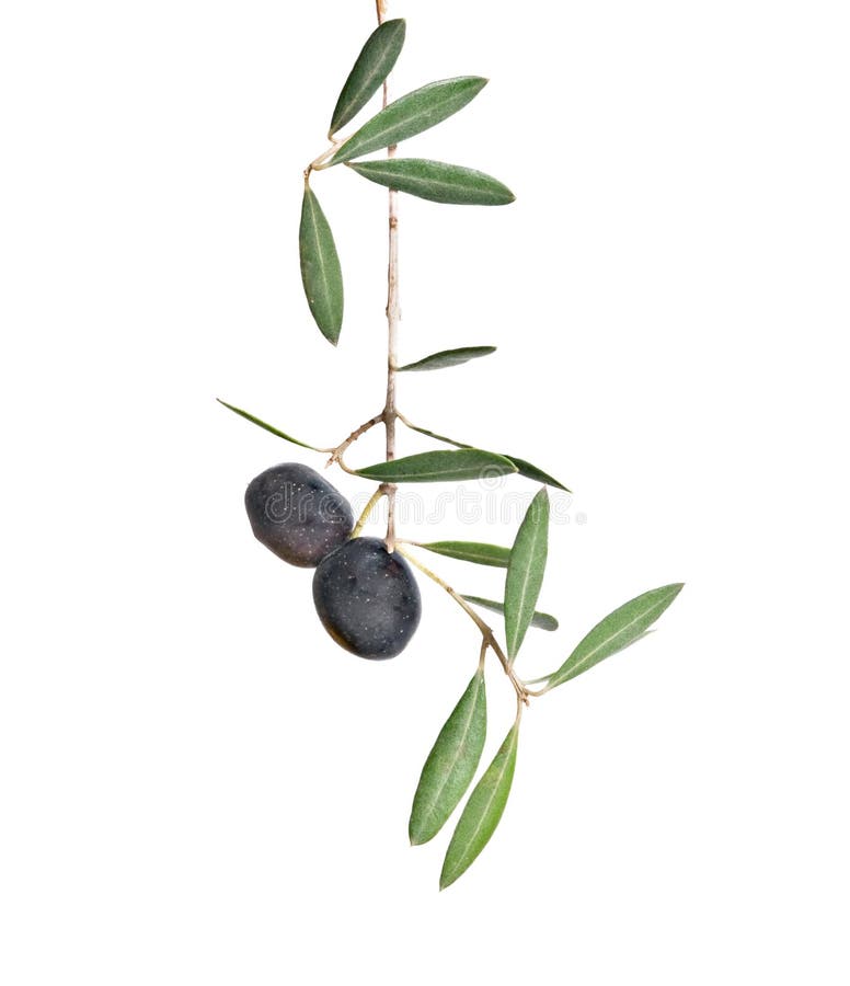 Olive branch with fruits