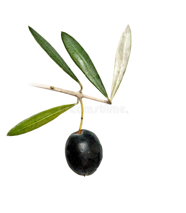 Olive branch with fruits