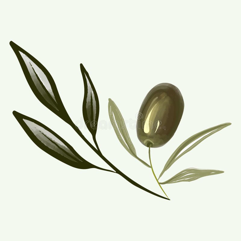 Olive Branch Hand Drawn Isolated on Background Stock Vector