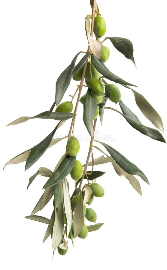 Olive branch isolated stock image. Image of italian 141568013