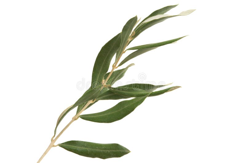 Olive branch isolated stock image. Image of plant, background 159957461