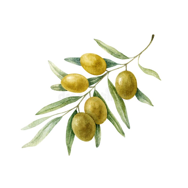 Olive branch with leaves and golden fruits. Watercolor illustration isolated on white