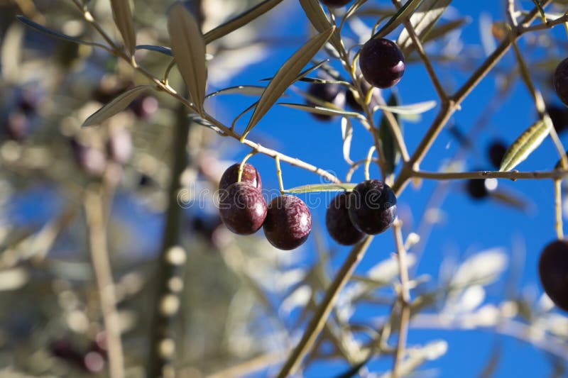 Olive Branch with Ripe Olives on the Tree. Olive Oil Stock Image