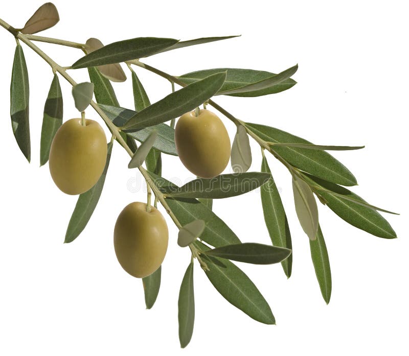 Olive branch with two olives. Olive plant, branch with leaves and