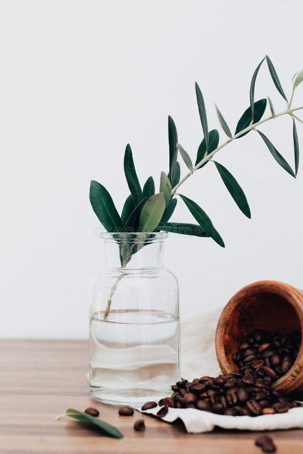 Olive Branch on Vase with Coffee Beens Stock Image Image of