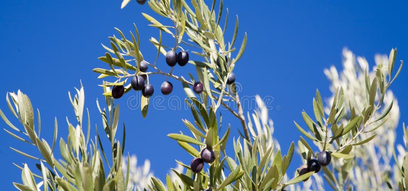 Olive branches