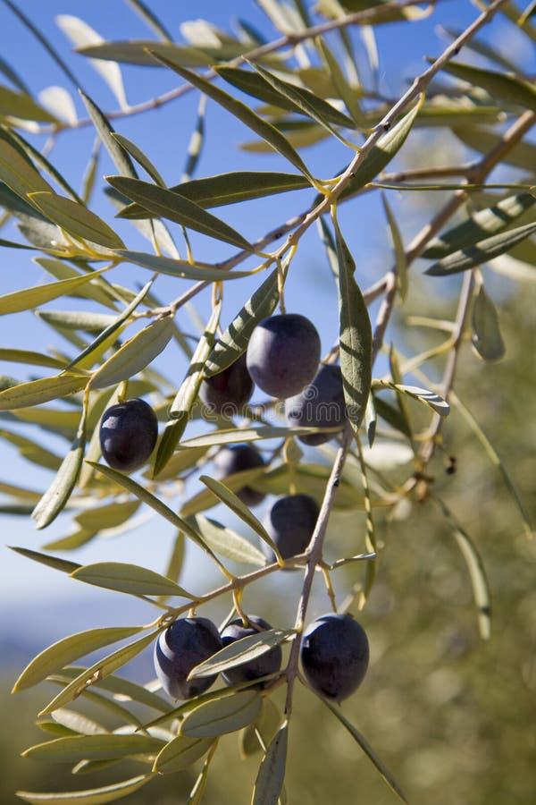 Olive branches