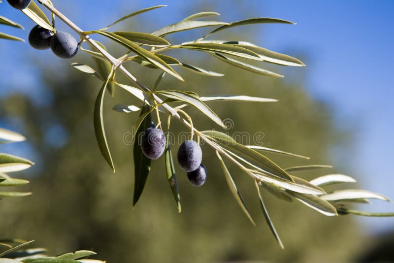 Olive branches