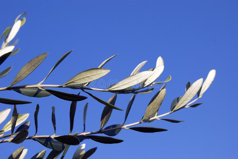 Olive branches stock photo. Image of gourmet, israel, harvest 6729564