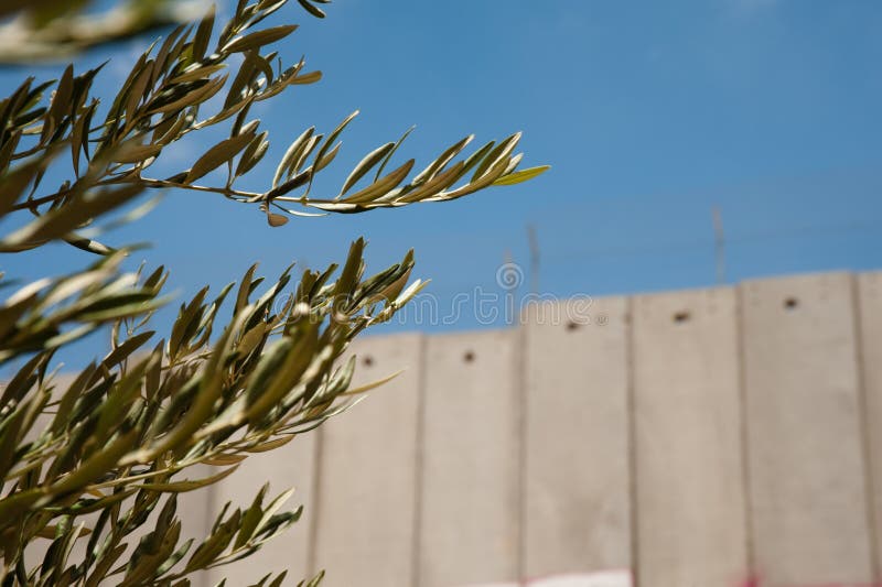 Olive Branches and Israeli Separation Barrier