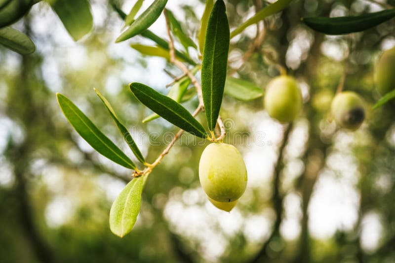 5,505 Olive Tree Branches Stock Photos Free & RoyaltyFree Stock
