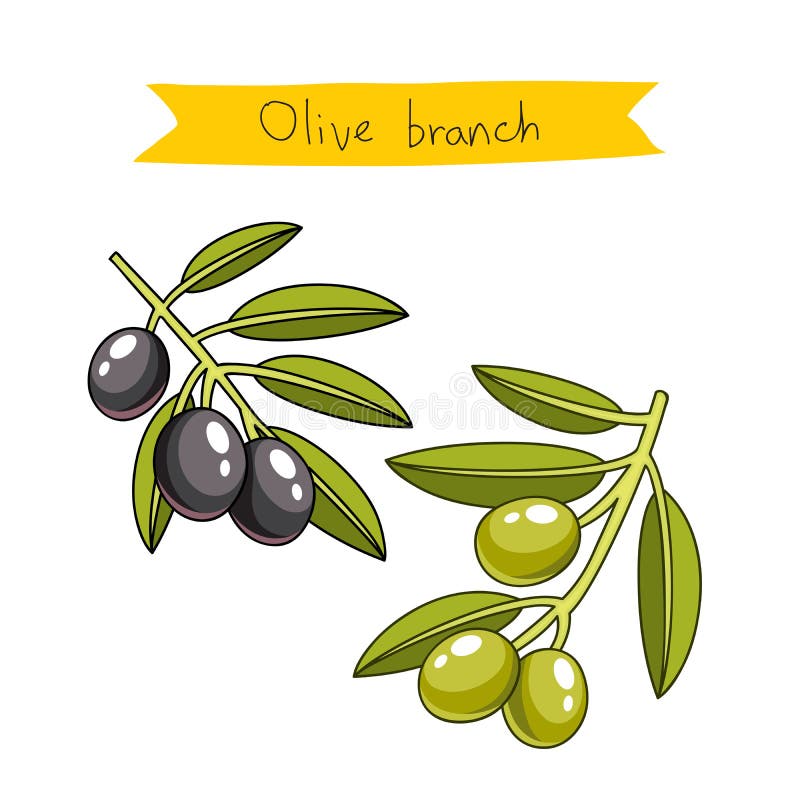 Olive Branches Vector ilustración del vector. Ilustración de grecia