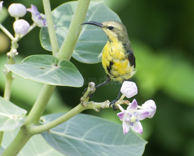 An olive brown female sunbird feeding upon the nectar of Calotropis flower. stock images An olive brown female sunbird feeding upon the nectar of Calotropis flower. stock images