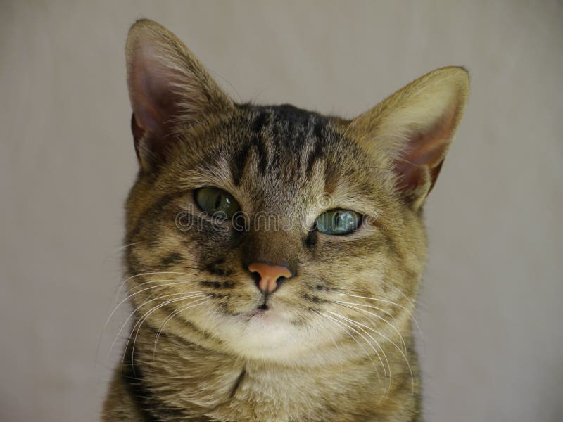 Olive the cat stock photo. Image of looks, orange, stare 29272612