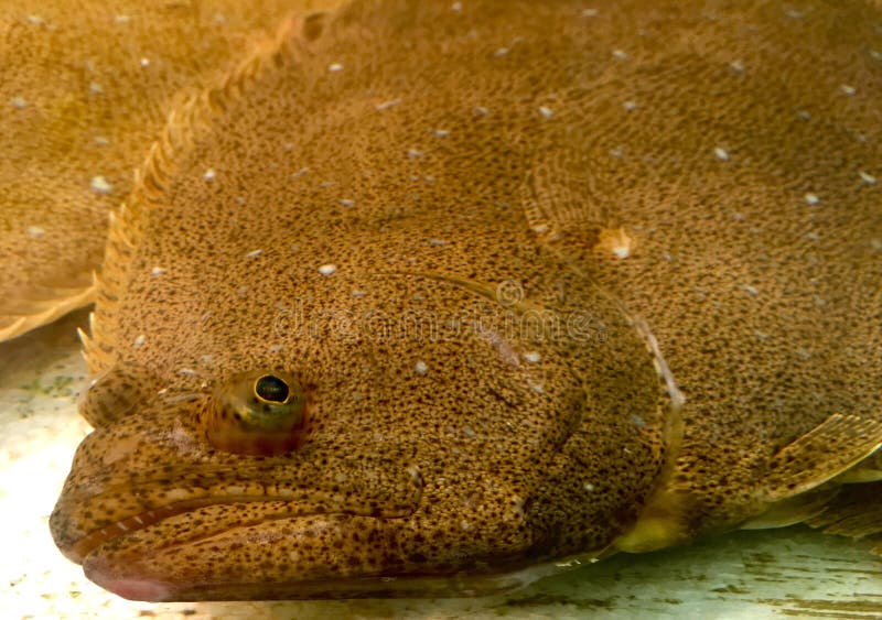 Olive flounder stock photo. Image of flounder, edible 22524738