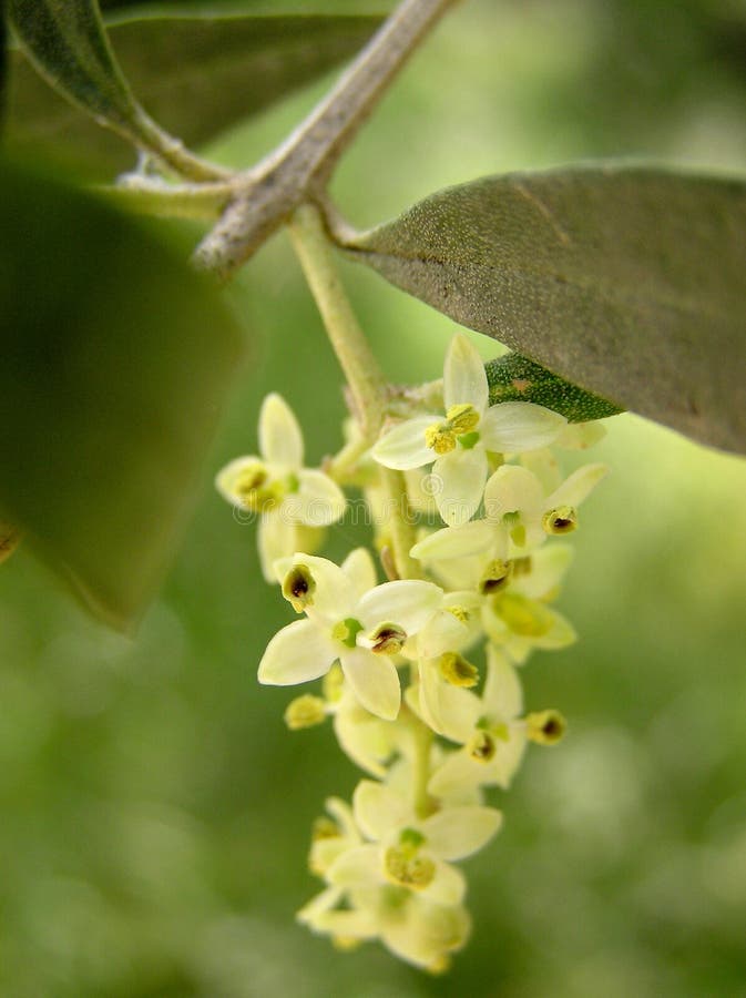Olive Flowers stock photo. Image of yellow, leaf, olive 72952936