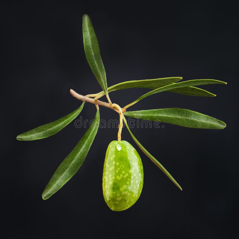 Olive Fruit with Green Leaves on Dark Stock Image Image of season