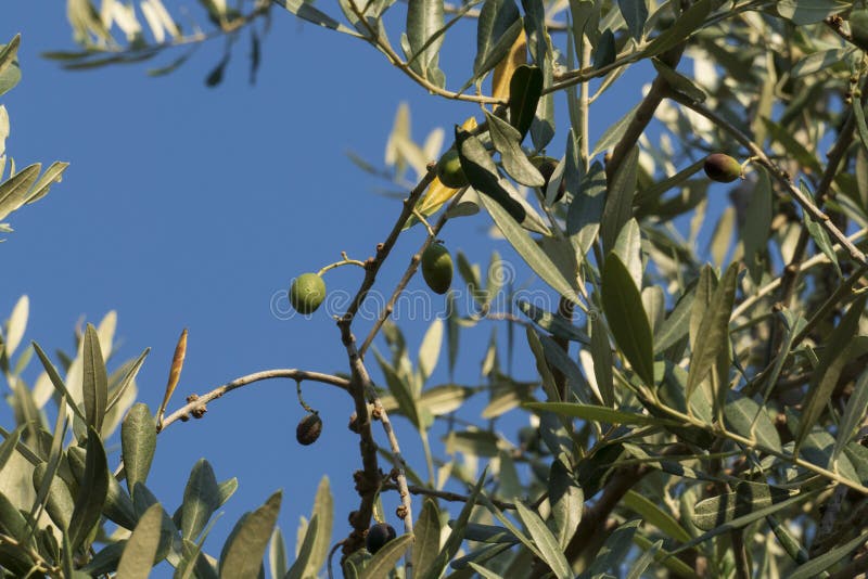 Olive Fruit with Leaves, Hanging on Tree in Olive Grove Stock Photo