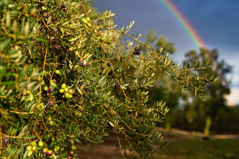 Olive Fruits on a Branch. Olive Tree Stock Photo Image of season, garden 233739164