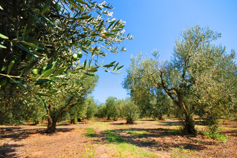 olive fruktträdgårdtree olive fruktträdgårdtree