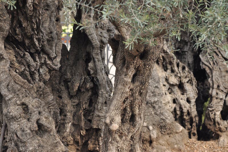 Olive Garden Gethsemane A Place Of Jesus Prayer And Vigil Holy