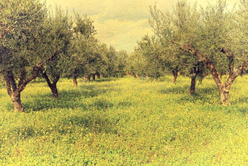Olive Garden with Green Grass. Greece Stock Photo Image of nature