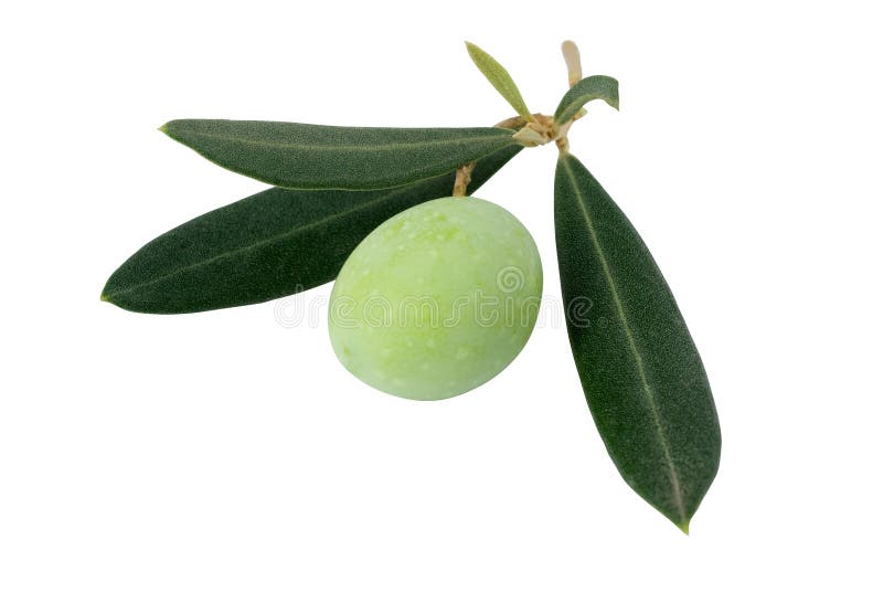 olive gałęziasta zdjęcie stock olive gałęziasta zdjęcie stock