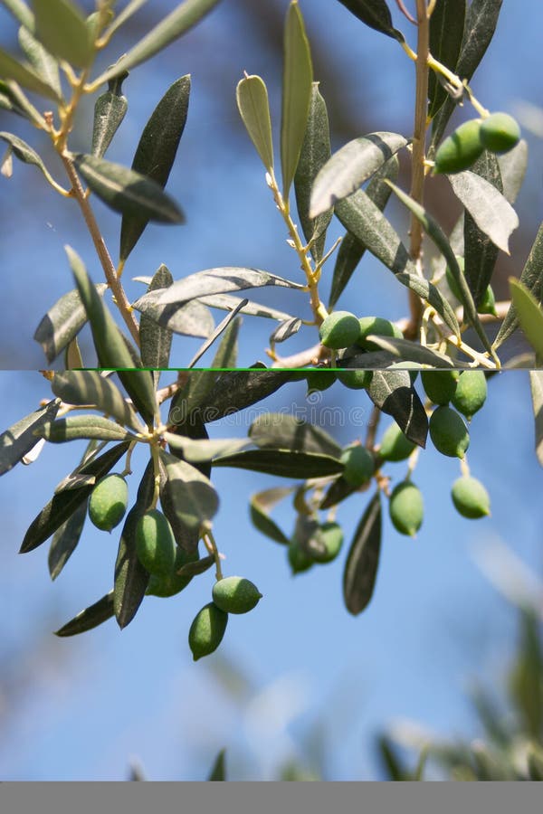olive gałęziasta olive gałęziasta