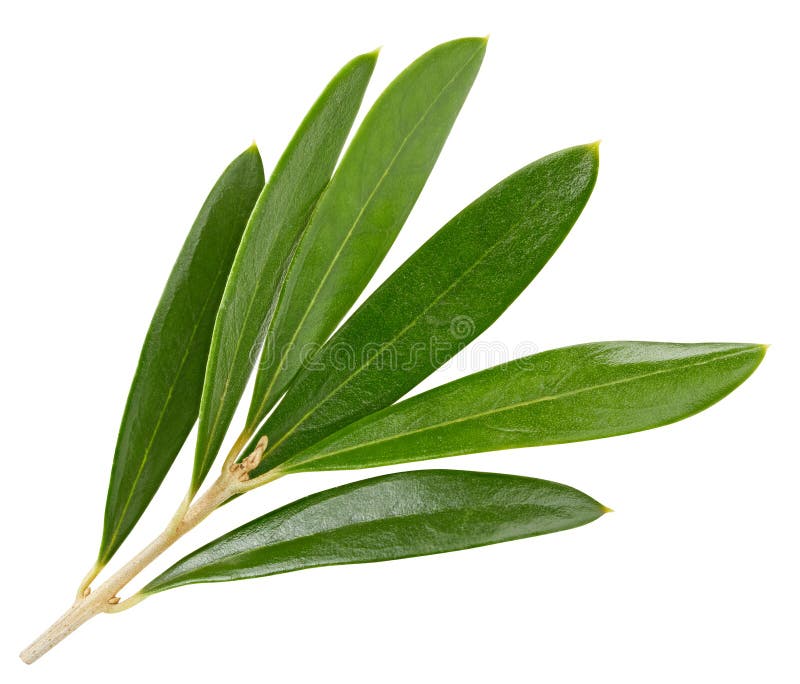 Olive Leaves Isolated on White Stock Photo - Image of food, twig: 134908260