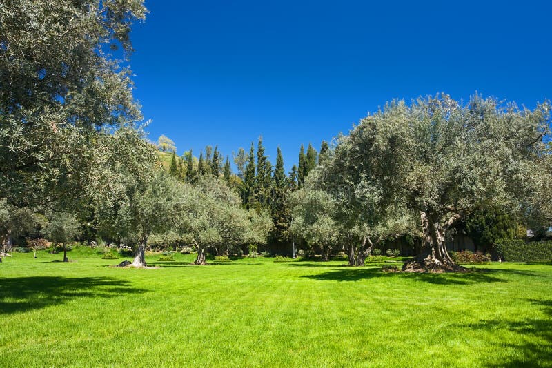 Olive grove stock image. Image of green, plot, lawn, olive 14948783