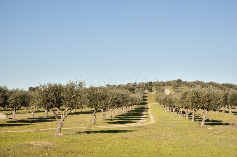 Olive grove