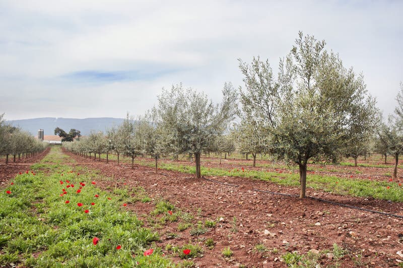 Olive grove