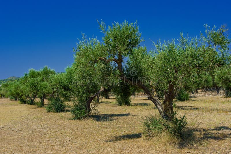 Olive grove stock photo. Image of native, natural, park 15922518